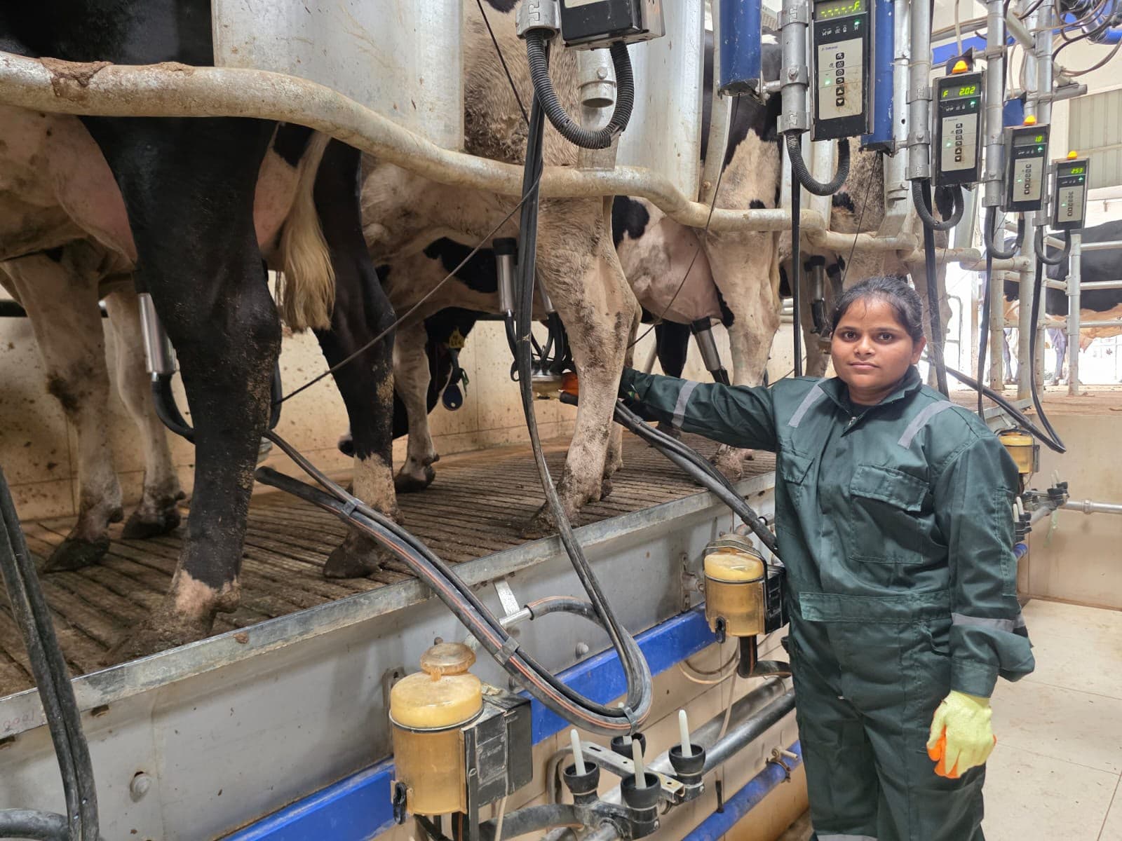 Students working on an international farm — field-dairy-parlor-student